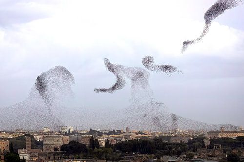 Starlings roam over Rome