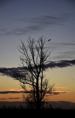 Zonsondergang in de Oostvaardersplassen