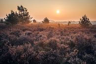 Sunrise above heather in September by Mike Baltussen thumbnail