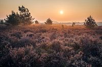 Zonsopgang boven de heide