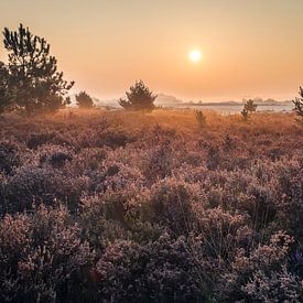 Sunrise above heather in September by Mike Baltussen