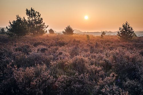 Sunrise above heather in September