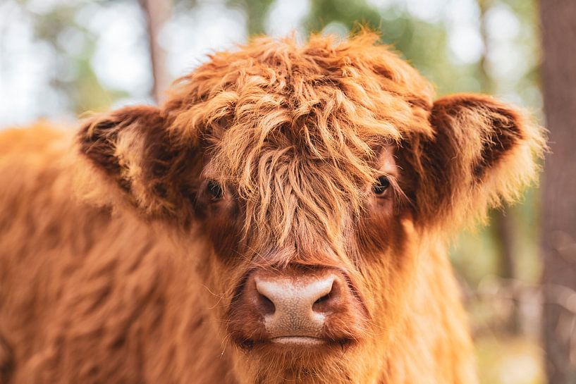 Schotse Hooglander kalf kijkt direct in de lens van Sjoerd van der Wal Fotografie