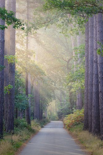 Zonsopkomst en zonnestralen schijnen door het bos