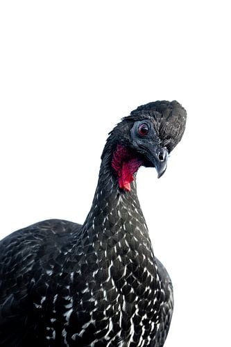 Karakteristieke Kracht Portret van een Kuifsjakohoen