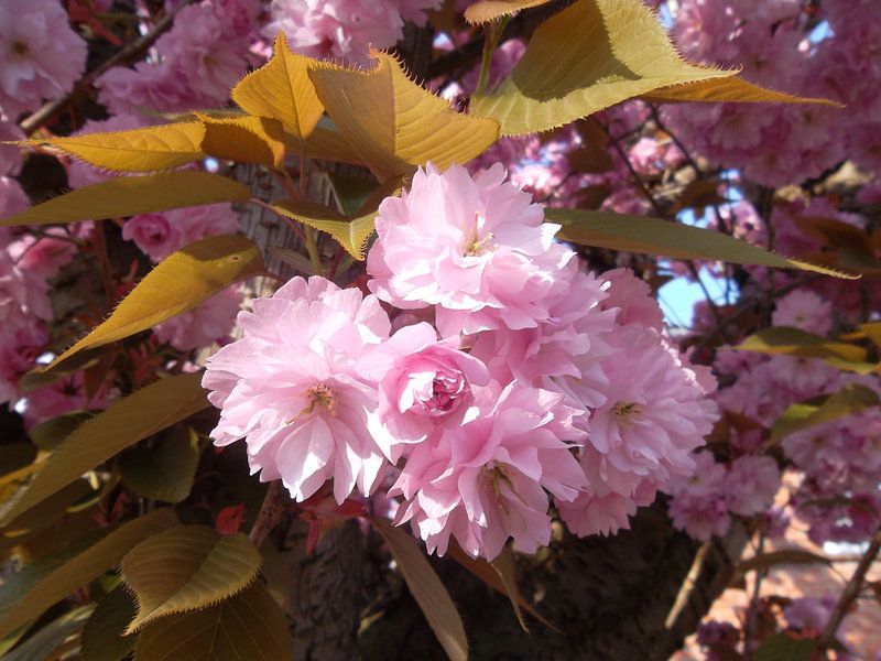 Rosa Blütenbaum Kirschbaumblüten blühen von BEAM van de Kamp