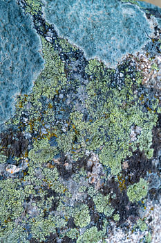 Lichens en bleu
