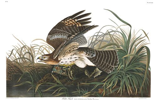 Roodschouderbuizerd