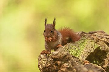Young squirrel by Gonnie van de Schans