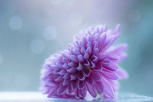 Süße (rosa Chrysantheme)