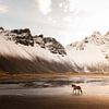 Vestrahorn met paard bij zonsopkomst, IJsland van Melissa Peltenburg