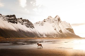 Vestrahorn met paard bij zonsopkomst, IJsland
