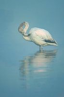 Elegant Tranquillity: The Young Flamingo in Harmony