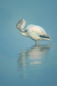 Elegante Rust: De Jonge Flamingo in Harmonie