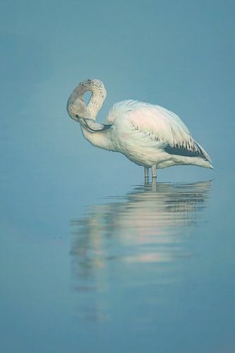 Elegante Gelassenheit: Der junge Flamingo in Harmonie
