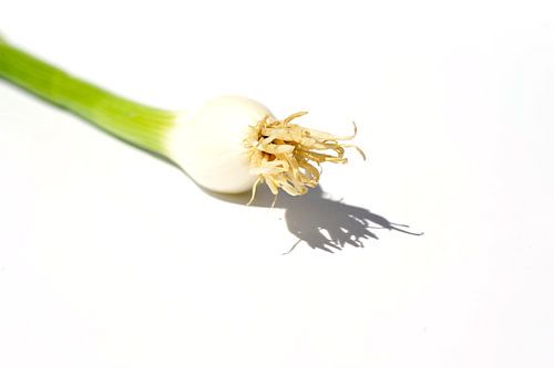 Frühlingszwiebel mit weißem Hintergrund