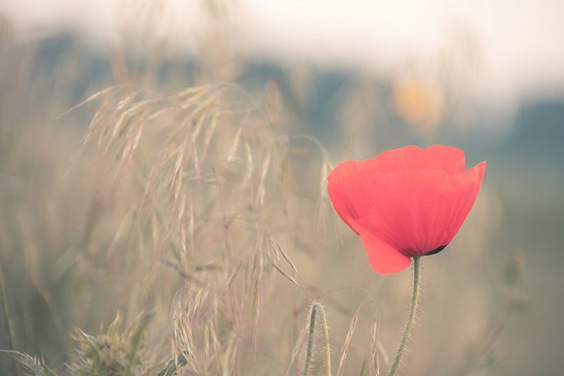 Bloemen part 451 van Tania Perneel