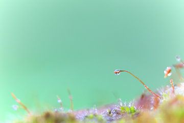 Een macrofoto van mos met waterdruppels. von Robert Wiggers