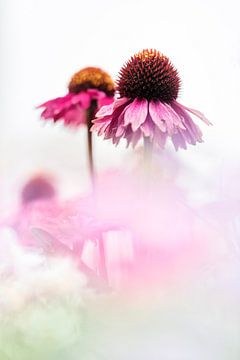 Echinacea purpurea op een zonnige dag van Bob Daalder