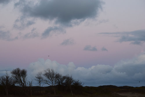 Roze
