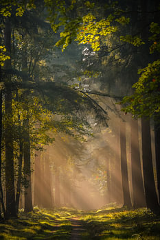 Morgens im Wald