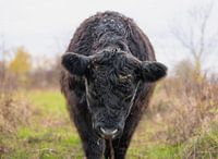 Close-up of a Galloway cow in a Natural Landscape