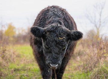 Close-up van een Galloway koe in een Natuurlijk Landschap van Triki Photography