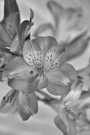 Blumenstrauß von Hannelore