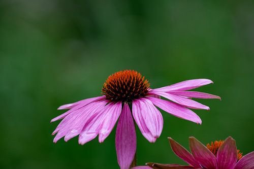 Paarse bloem  Echinacea purpurea of Zonnehoed genaamd