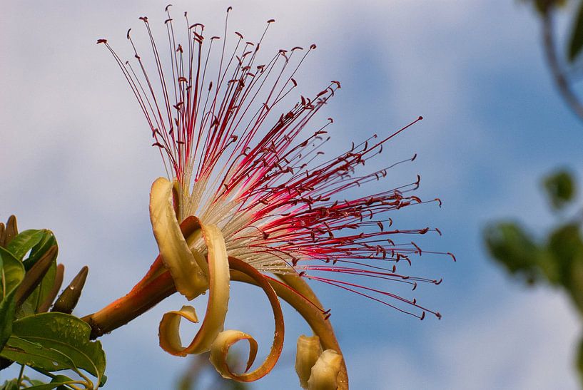 Water cocoa photographed along the Suriname River 1 by Natuurpracht   Kees Doornenbal