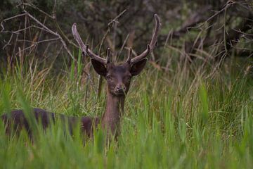 Dark deer shows up van Wesley Klijnstra