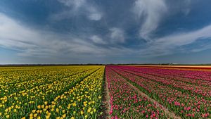Tulipes sur Texel sur Texel360Fotografie Richard Heerschap