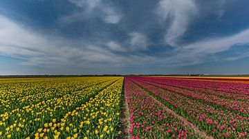 Tulips on Texel by Texel360Fotografie Richard Heerschap