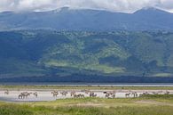 Zebra's pootjebaden in krater van Anja Brouwer Fotografie thumbnail