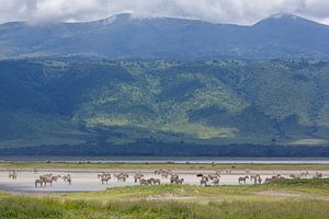 Zebras paddling in crater
