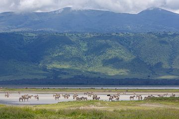 Zebras paddling in crater by Anja Brouwer Fotografie