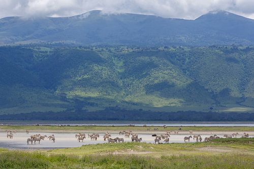 Zebra's pootjebaden in krater
