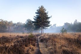 Morning walk Drunense Duinen