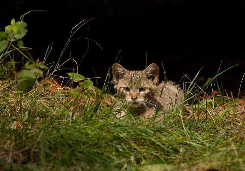 Felines by Corrie Post
