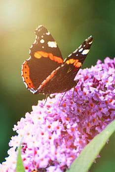 un amiral sur un lilas à papillons
