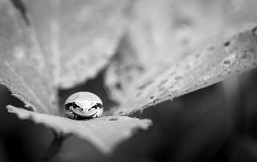 Tree warbler sleeping on a bramble leaf by Marjolein Fortuin