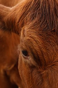 Portrait d'une vache