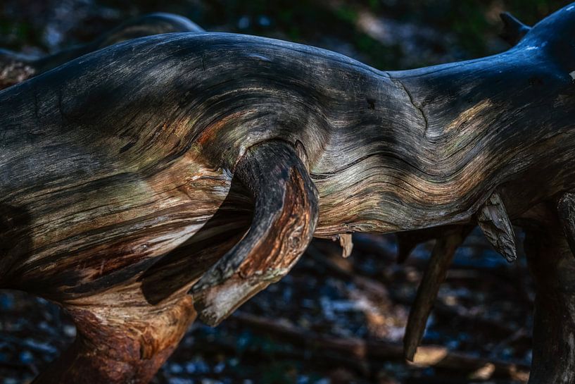 Tree stump by Toon Vieijra
