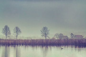 Mistig  rustiek landschap met een zwemmende eend op de vijver van Daan Duvillier | Dsquared Photography