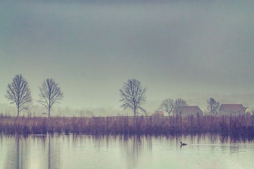 Paysage rustique brumeux avec un canard nageant sur l'étang