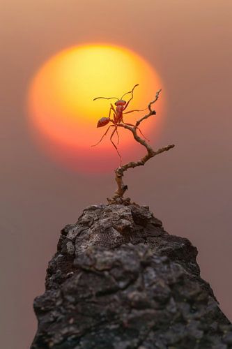 De kracht van kleine wezens bij zonsondergang