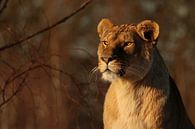 Lioness in the evening sun van RT Photography thumbnail