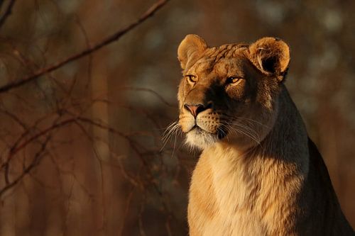 Lioness in the evening sun