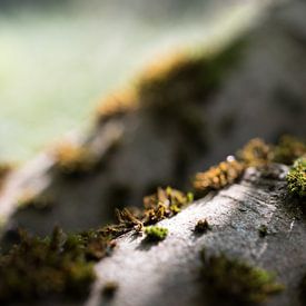 Moos auf einem umgestürzten Baum im Märchenwald. von N. Rotteveel