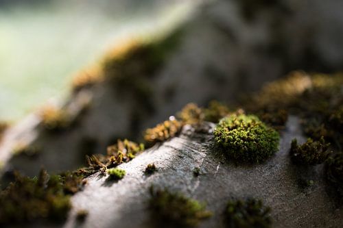 Moos auf einem umgestürzten Baum im Märchenwald.